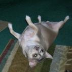 Marty Fitzhugh:This is my Chihuahua, Tater Bug. He is my world!