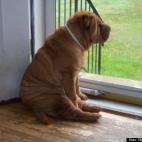 Marty Townsend:When my Dad was in and out of the hospital, he has since passed, Rocco would sit for hours waiting for him to come home.