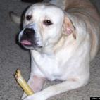 musicmasterno1:"Chunk" is a rescued Lab/Pit mix and an absolute sweetheart!