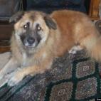 Isabel Khan:Bear after her bath