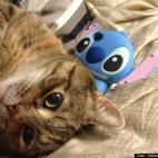 Adrian J Anchondo:Lilo was found under a porch 10 years ago and has given us so much love ever since. Everyone that meets her says she is the sweetest cat the have ever seen. As soon as she sees someone, she rolls on the floor and exposes her b...