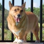 snootfull:The only thing that would make Barkley look *more* thoughtful is a pair of horn-rimmed glasses.