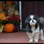 Deanne609:We were blessed to be able to rescue him many years ago.