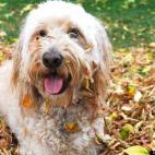 klammygirl:Our girl, Maggie, enjoying Fall leaves.