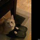 scrabbled777:Mufasa Lee Williams walks in his Daddy's shoes!