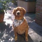 dblanke354:Thank for taking me to the groomer daddy.