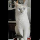 Arina Mdv:My cat Cleo is not amused by my shenanigans :)