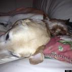 JacquelineAnne:Best friends! Colby, the yellow lab and Stella, the yorkie.