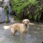 redrobin1:Buddy loves people and any kind of water. We adopted him one month ago.