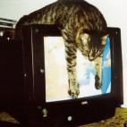 Bee Wax:my cat mia. i adopted her and her sister paula from corfu, greece. don't want to think what could have happened to them if they stayed there ...