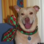 Samantha Whitcraft:Lucky loves Christmas!