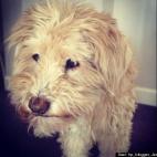 HuffPost Blogger Jessica Samakow:Simon is a 16-year-old puppy who loves tennis balls, watermelon and watching Law and Order.