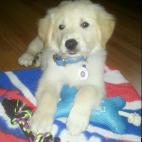 nani349:Ronnie 10 weeks old