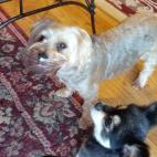 GCurry:After eating (too little), Bibi brings a bowl to food god, asking for more. The little black apprentice learns from sensei.