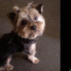 Luci Carlo:I'm Nico and I'm a yorkie.