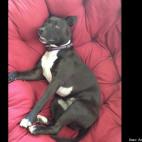 Ashley Weisman:Bailey in her favorite chair.