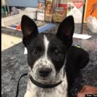 David Christensen:Don't be fooled by the cuteness. She's a terror when she gets excited.