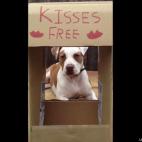 Todd Parr:Tater Tot, once of Berkeley Animal Shelters finest.