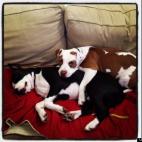 Todd Parr:Two of Berkeley Animal Shelter's finest.