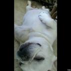 bow2carmine:she thinks she's people