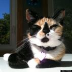 Nicole Pittman Ritter: