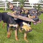 Can Do:Three month old pups learning about life.