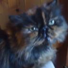 humaneisfact:aww,look how cute I am