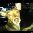 Tiffany Russell:Why work on your laptop when you can pet your lap-top puppy?