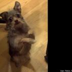 Robin Reger Rodgers:Jill just loves sitting pretty for everyone. She does it at a drop of a hat. She doesn't even need a treat to do it.