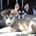 epopaduke:Best buds at 4 months