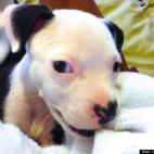 conveymeaning:my pit bull mix puppy Payton