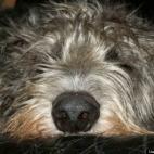 Erikhuffpost:My Wolfie Cassie sound asleep on the couch