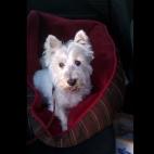 cruzr4:Roxy loves her new bed!