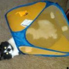 suzealand:More fun than a barrel of monkeys