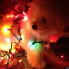 Harmony462:Just a little holiday cheer...