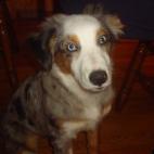 rikitan89:Pandora was an Australian Shepard who always made me smile. She loved walks and playing with plastic bottles. I miss my boo-boo everyday