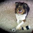 suefred:Look! I can cross my paws!