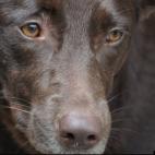 paulines:My Australian Keplie