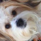 Chloe Dykstra:Daughter Chloe rescued him from downtown L.A, made us name him after a Dr. Who character.