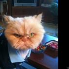 nisasuncle:The pet shop was all out of cat jackets.