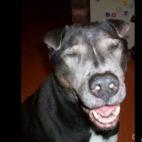 jimmiejr04:Fisher, the best dog ever! We were blessed to have him for 12 years and 6 months to the day. Sadly we lost our sweet boy on October 8, 2012 to cancer. Rest in peace Fishie.