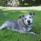 novelbud:For thirteen Christmas seasons, Roxanne made my home more joyous. I miss you big girl.