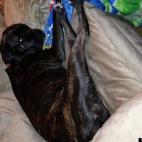 jimmiejr04:Abby our Mastiff Boxer mix, when we got her almost 3 years ago she was only 6 weeks old & weighed 5 pounds. She seems to think she is still that tiny lap dog, we love our Abby girl.