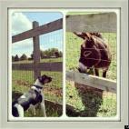 TARDIS75:You never know what happens when you introduce a young dog and a young donkey together!