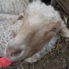 Linda Parr:Cooling off on a summer day.
