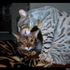 Proud2BIndy:I licks you cuz I likes you brudder.