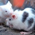 HellBank:Dixie makes Gabriella Welcome to the Cage