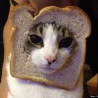 KimberlyJoanne:Inspired by a funny cat photo I saw on the internet :)