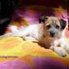 busyliving:Our two year old Kloe is a rescue that now has a better life. Is she the cutest...you decide.