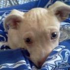 mauimami:Our new puppy up from his first nap.